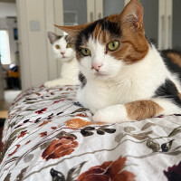Avatar for Pebbles and the Chaos Kittens