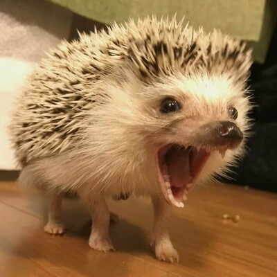 Avatar for Maciej Makuła