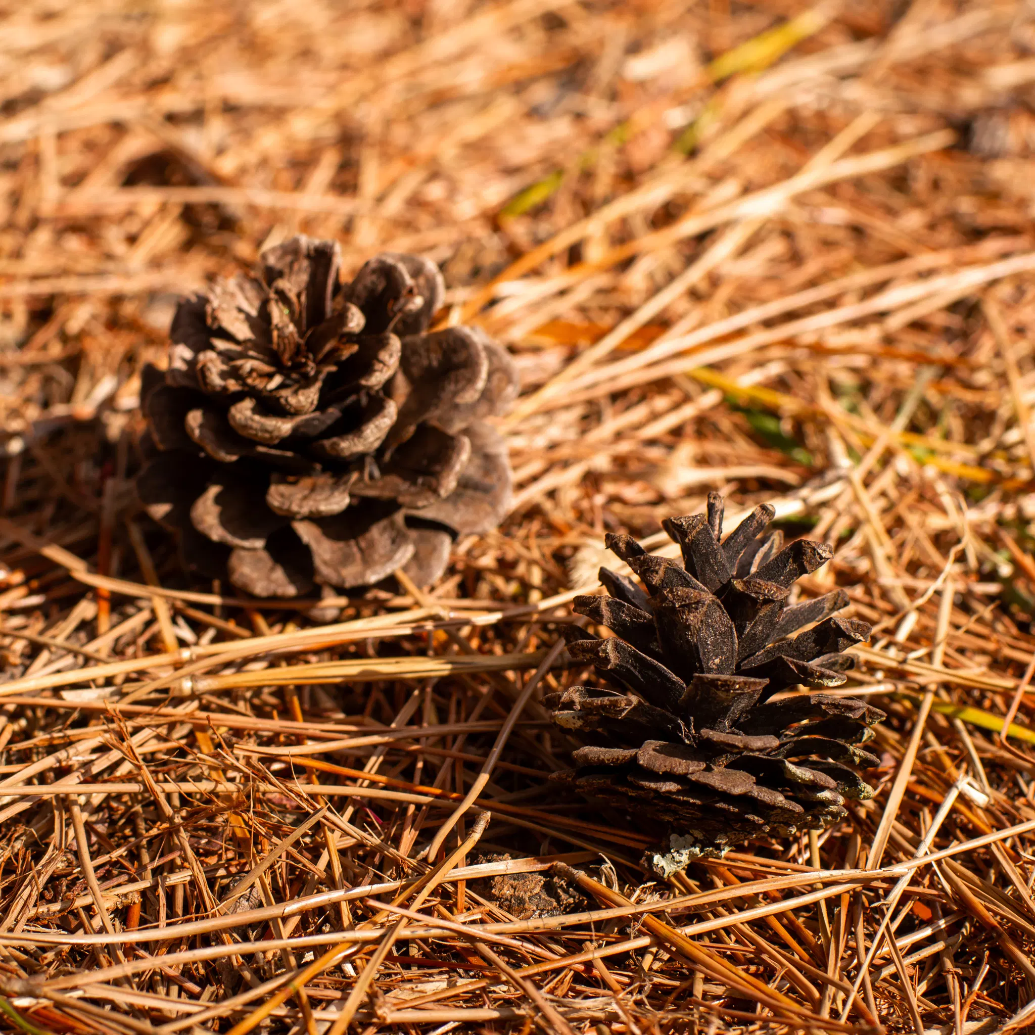 Avatar for :blobcat_nomming:ねぐるみ:blobcat_nomming: