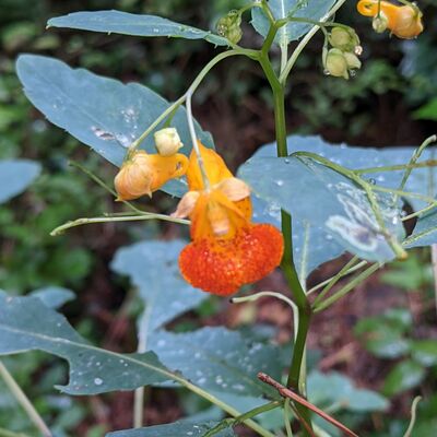 Avatar for DecaturNature