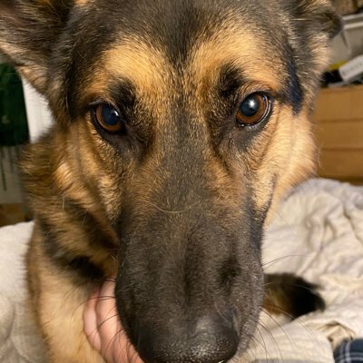 Avatar for Nick 🦇🕸️🖤🖖