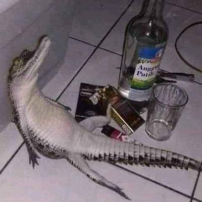 Avatar for Bloco Butano na Pipeta