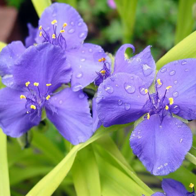 Avatar for gentlegardener