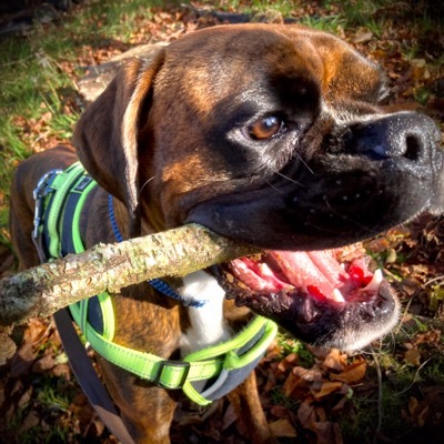 Avatar for Broadfork