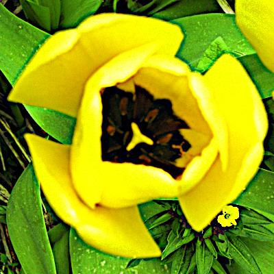 Avatar for Stachelgarten