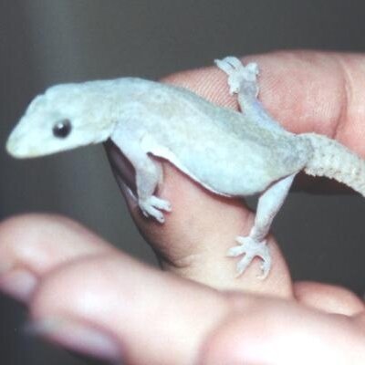 Avatar for Idealistic Pragmatist :mstdn: