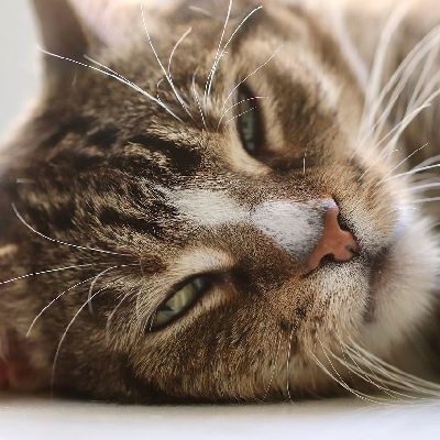 Avatar for Modo Verboso