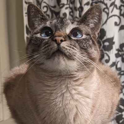 Avatar for rebecca ravenoak 🏳️‍⚧️