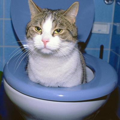 Avatar for ultrageranium