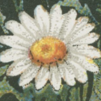 Avatar for 🫧 🌸  🫧