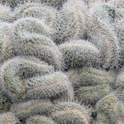 Avatar for paprikotka