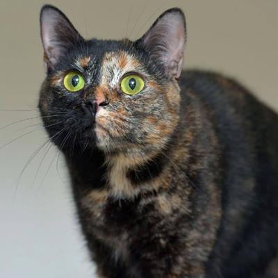 Avatar for Anna Cats 🐱