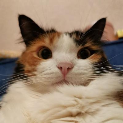 Avatar for Mending Cats Shelter