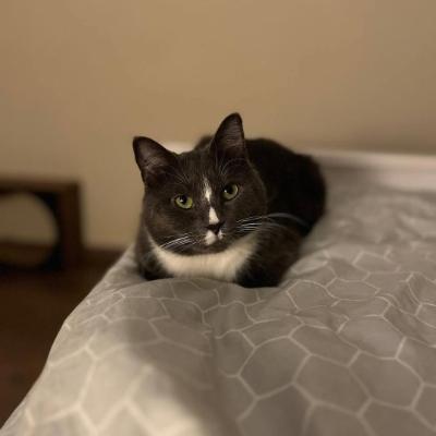 Avatar for Mending Cats Shelter