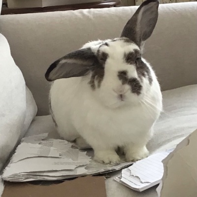 Avatar for BunnyMama