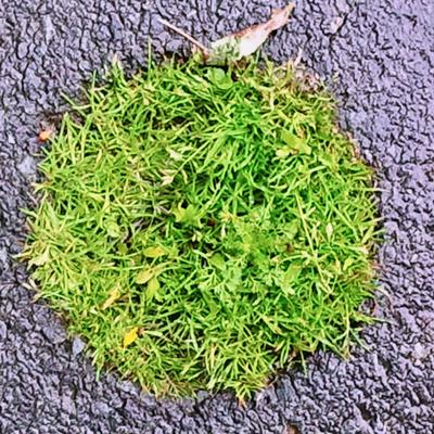 Avatar for Gruppetto