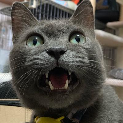 Avatar for ぶんちゃん🐈㌠